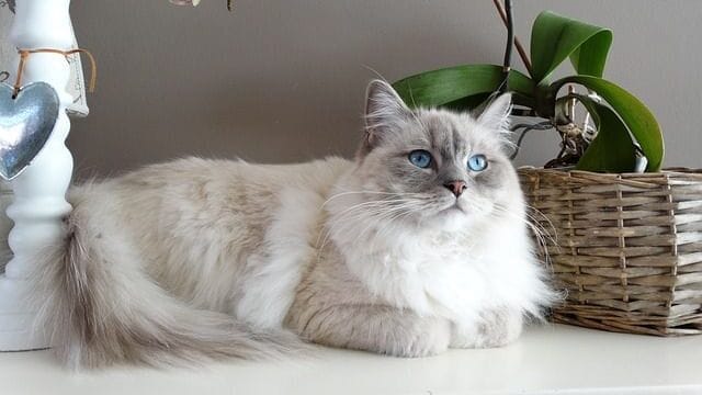 Back Ragdoll