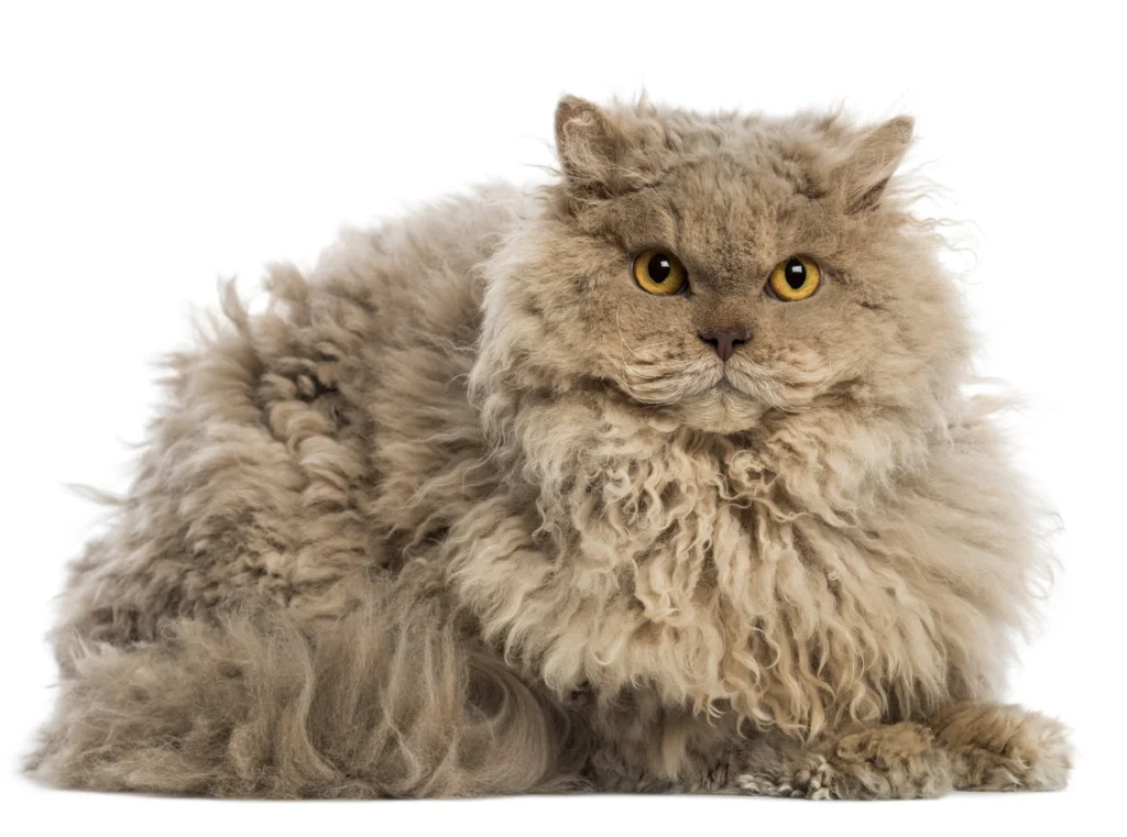 Coated Selkirk Rex