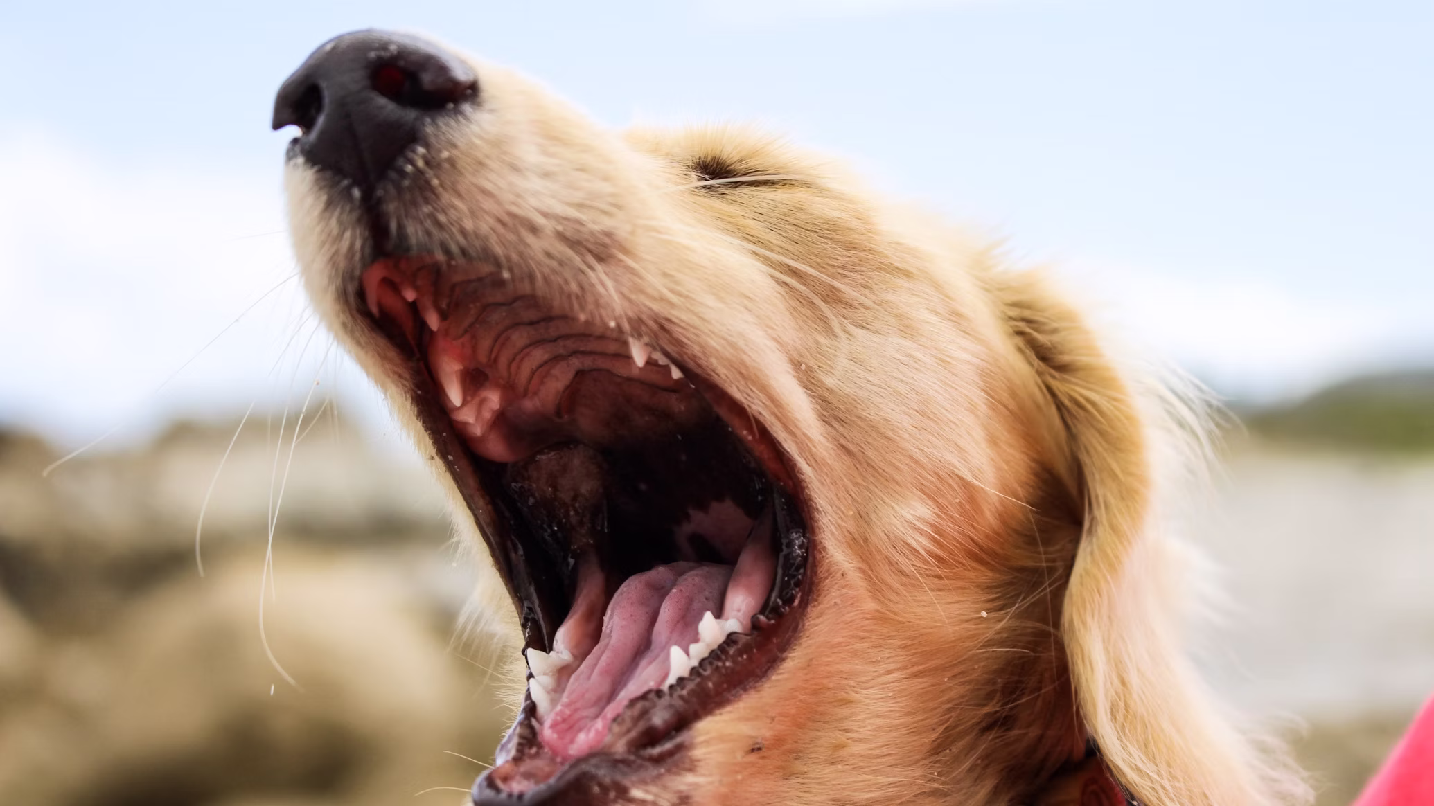 Dogs-Get-Hemorrhoids Dogs Get Hemorrhoids
