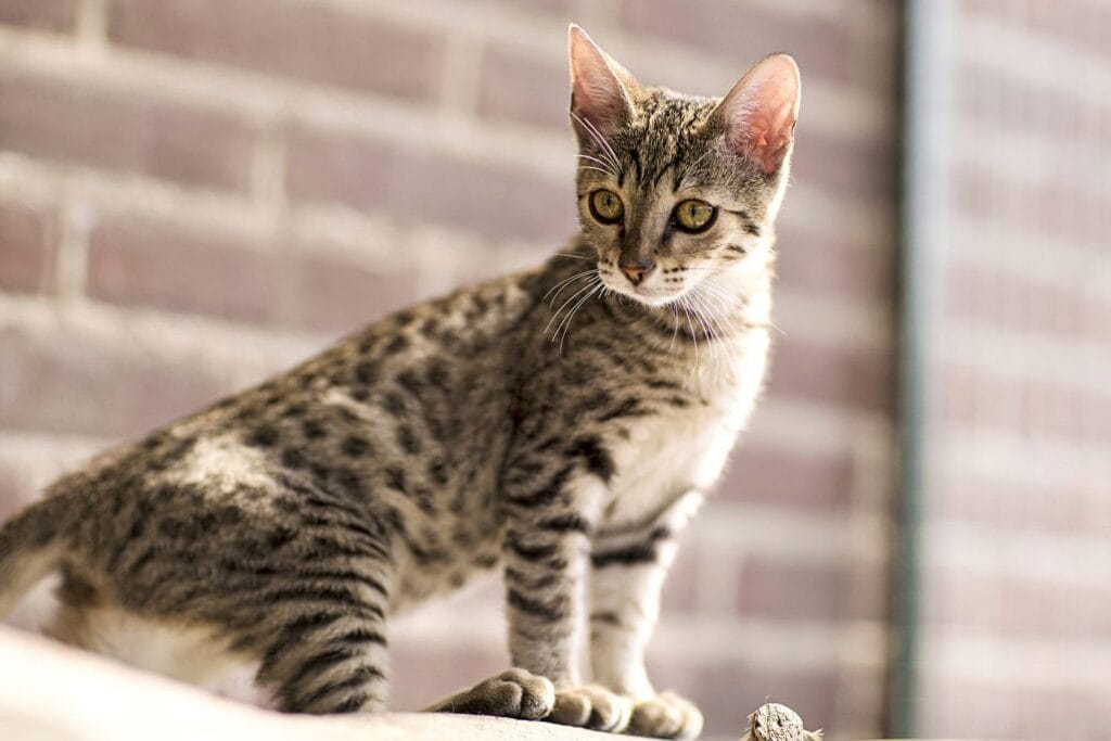 Egyptian Mau