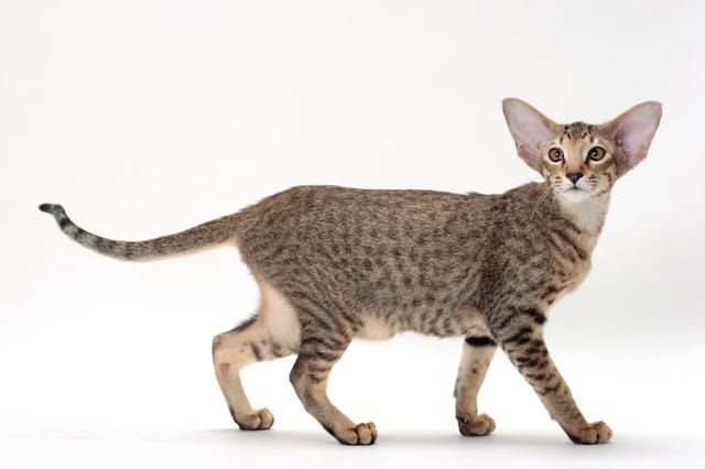 Oriental Shorthair