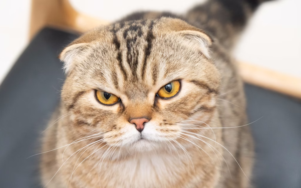 Scottish Fold