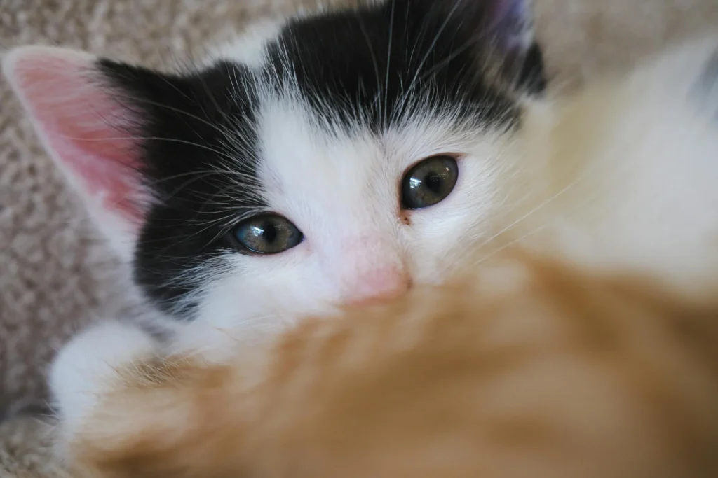 how to stop cat scratching