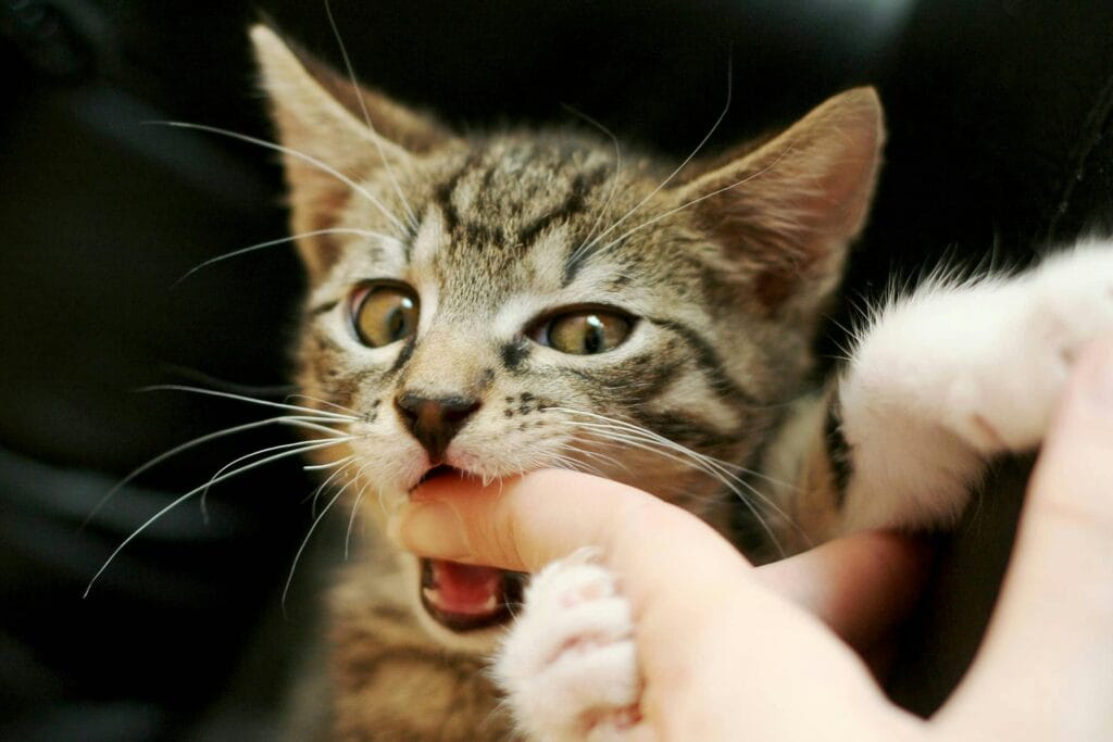 cat bite and lic