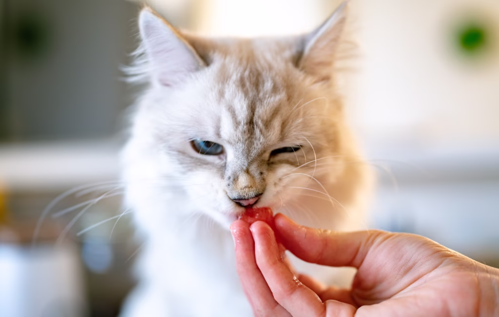 cat food guide