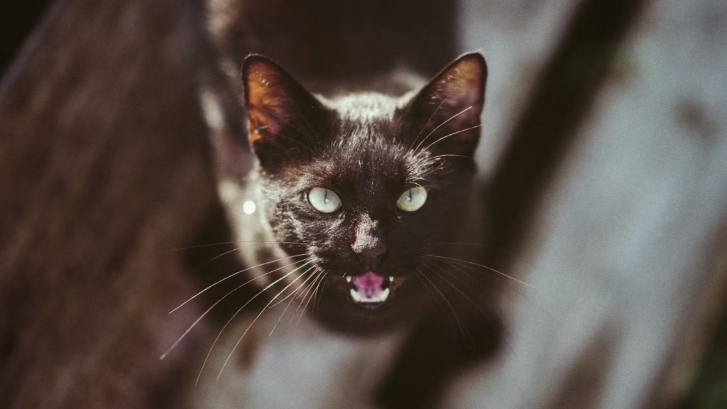 cat-hunting