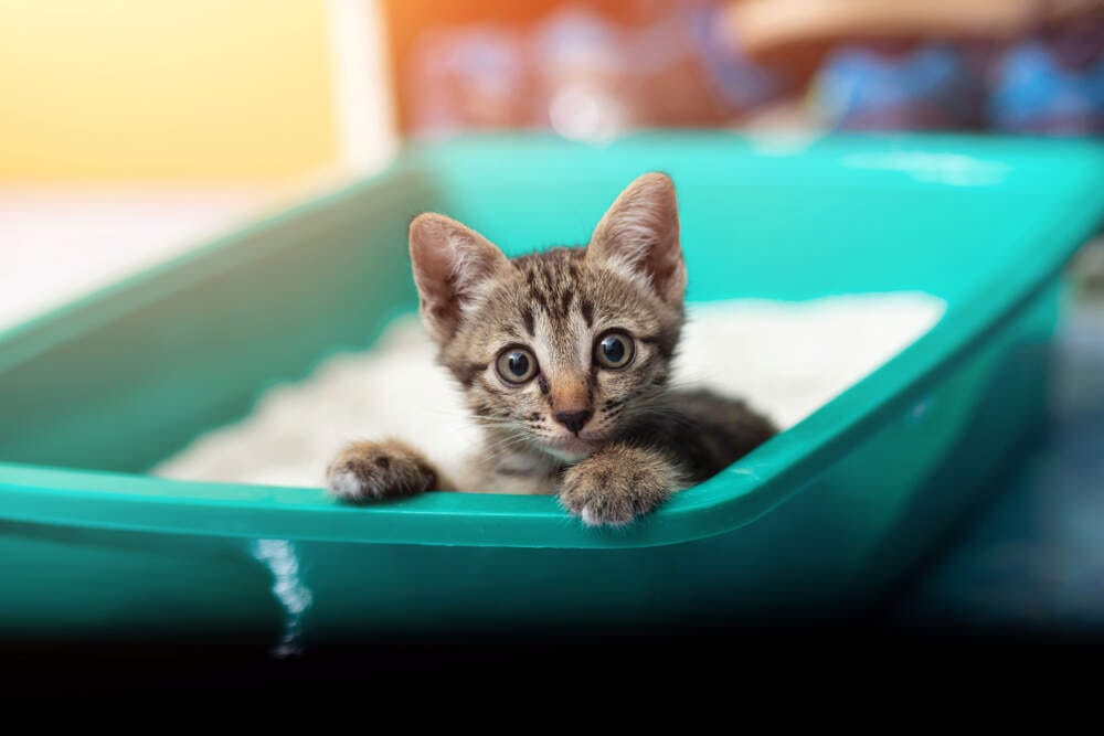 cat not using litter box