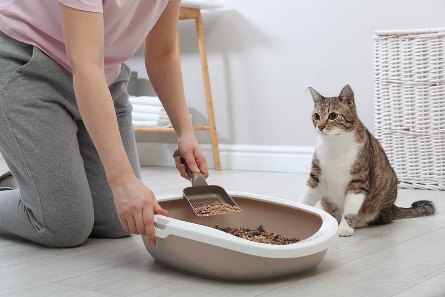 cat not using litter box