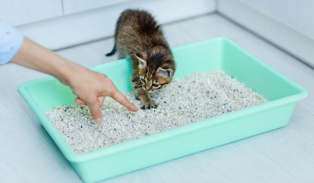 cat not using litter box