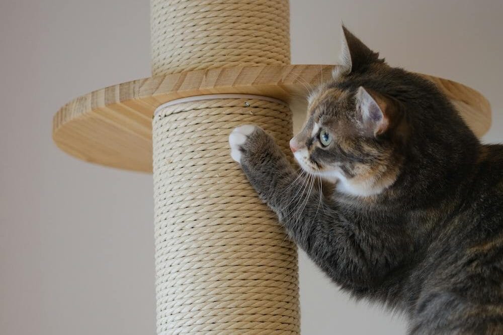 how to stop cat scratching