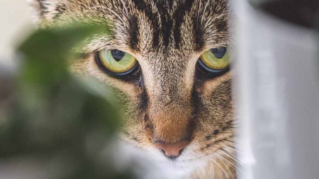 cat-see cat see spirit