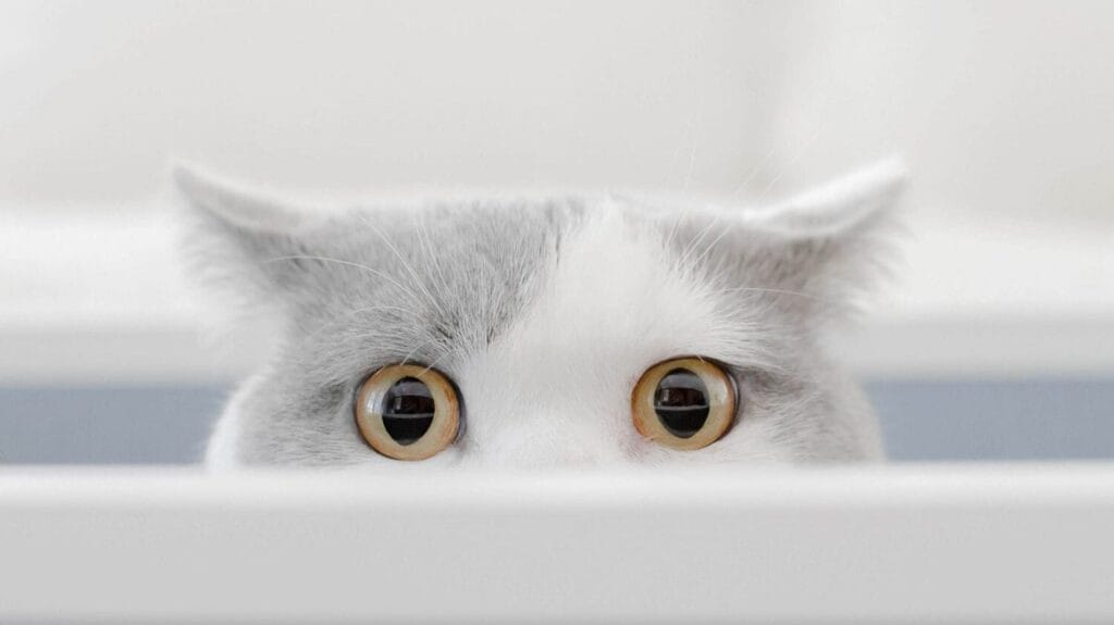 cats-see-ghost cats see ghost