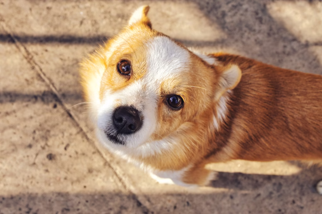 dog-health-1 dog health