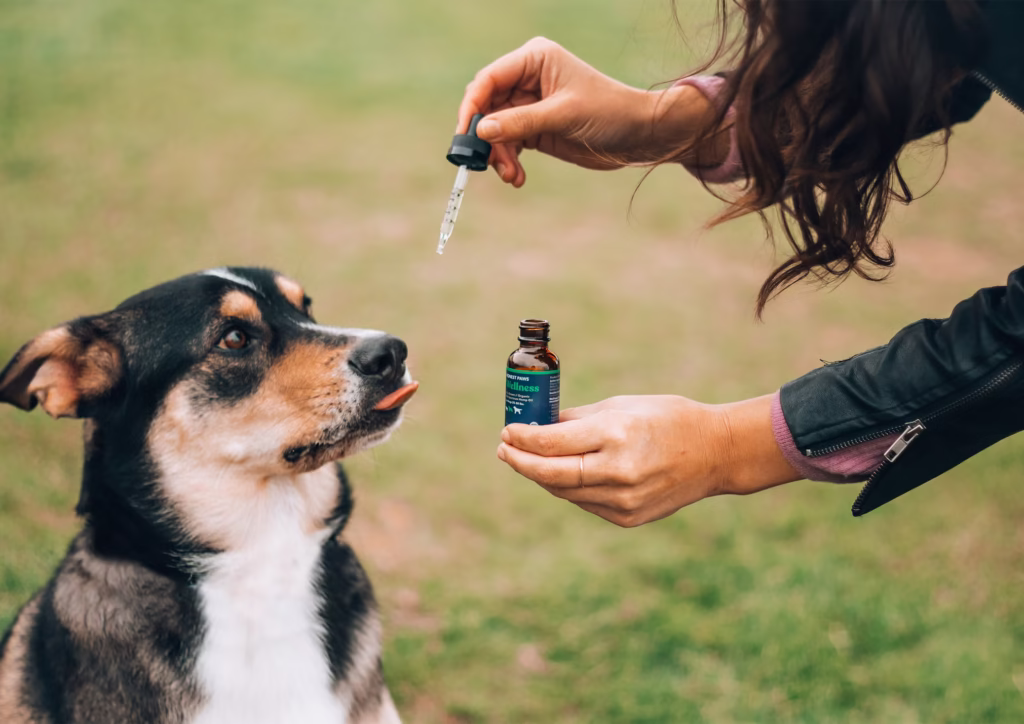 dog-health flea and tick prevention
