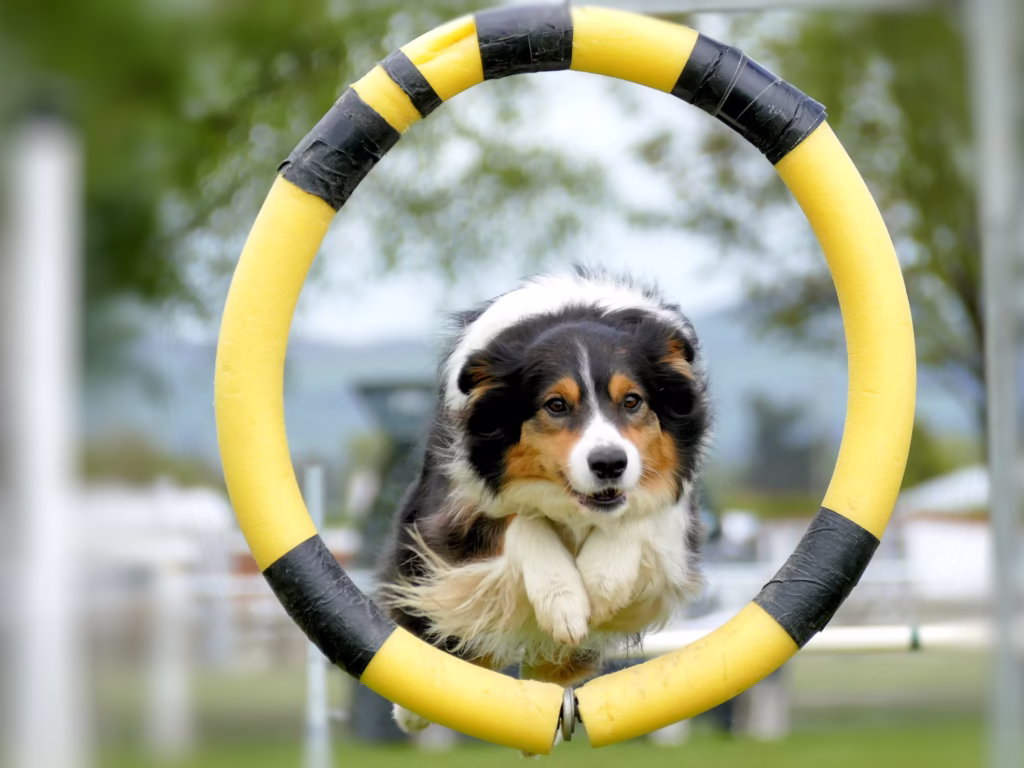 dog-training dog training