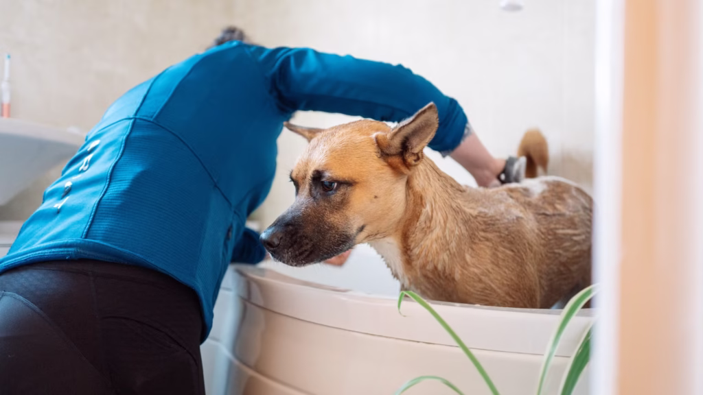 dog-treatment