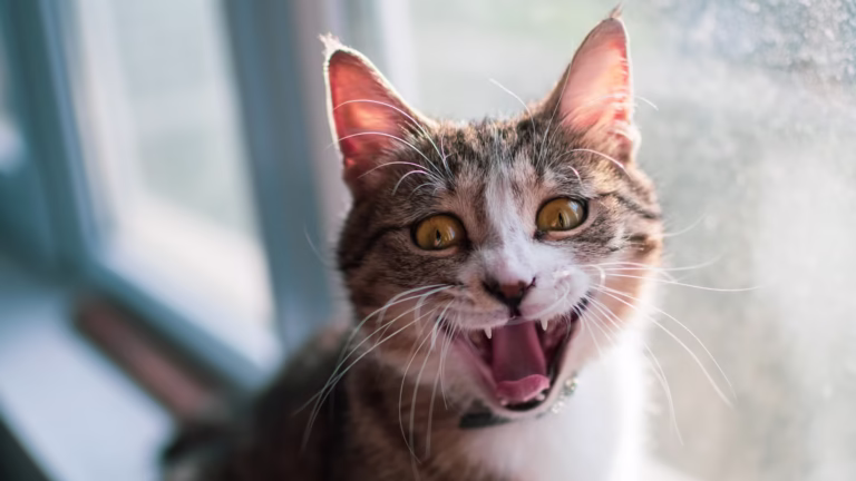 happy cat
