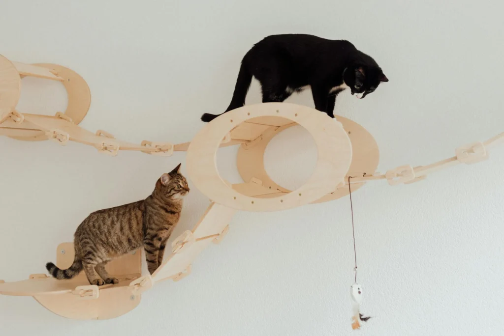 how to stop cat scratching