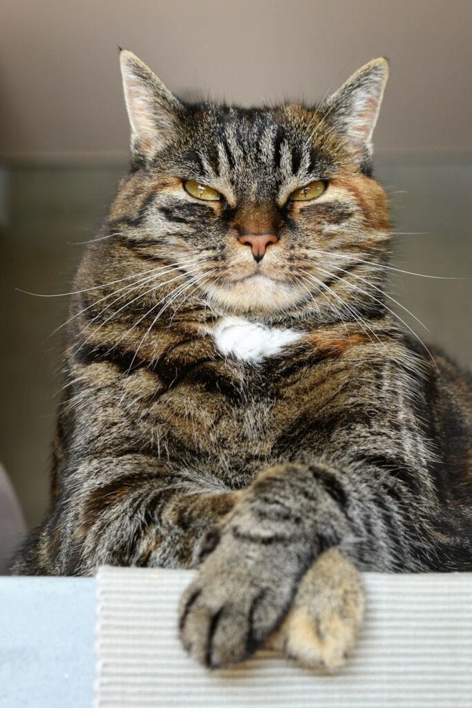 how to stop cat scratching