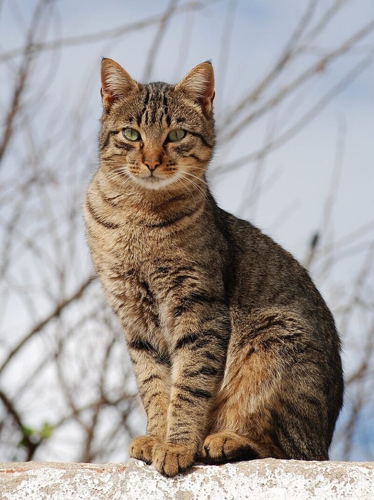 tabby cat