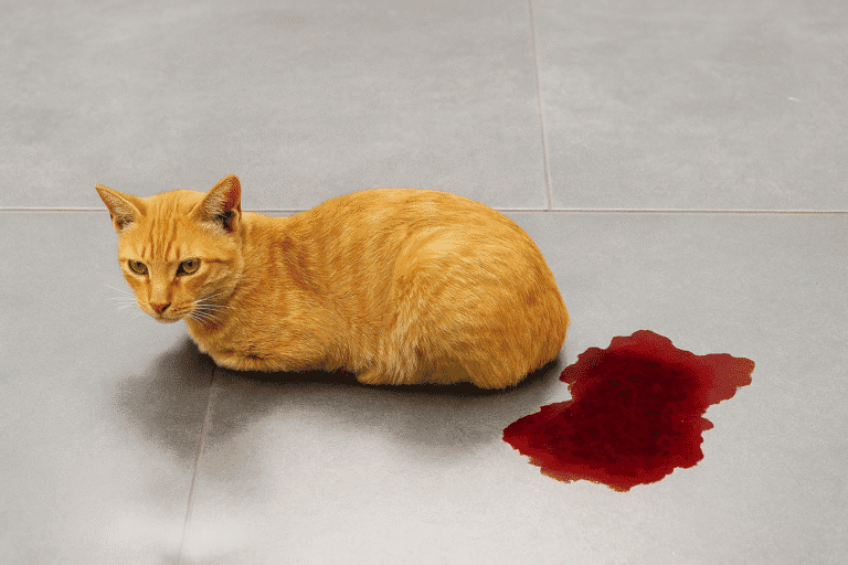blood in cat urine