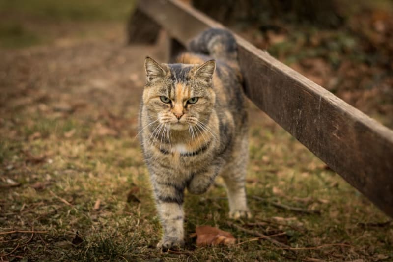 cat limping