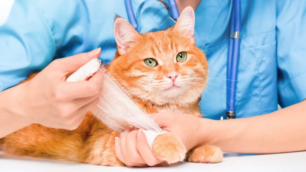 cat limping
