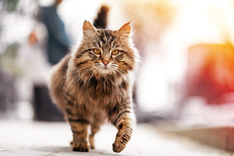 cat limping