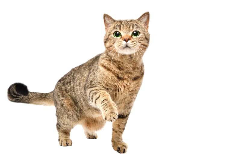 cat limping