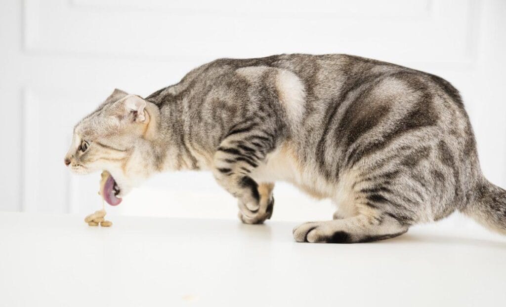 cat vomiting