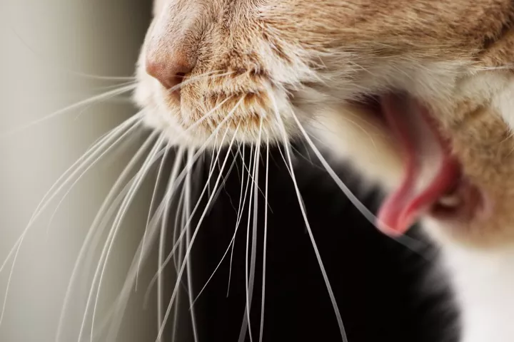 cat vomiting