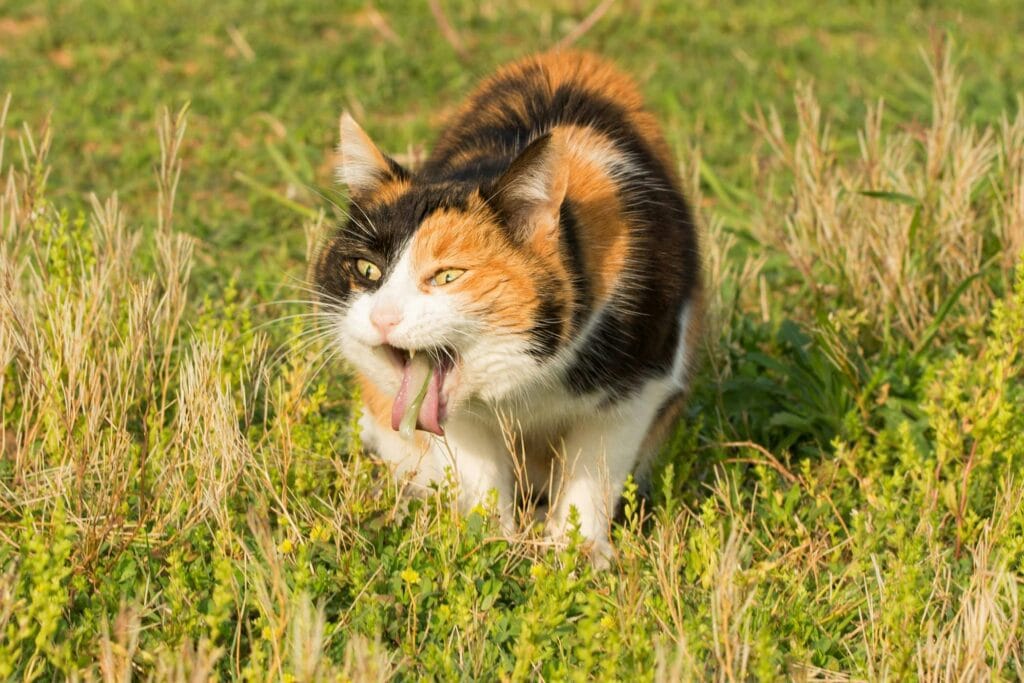 cat vomiting