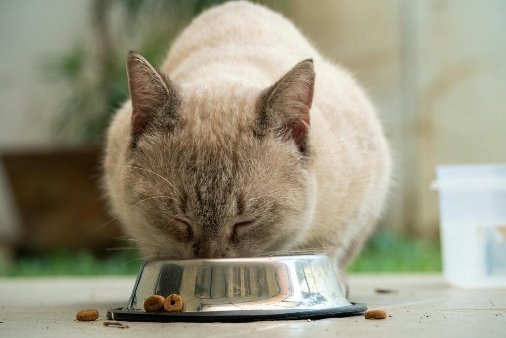 how-much-should-I-feed-my-cat-4 how much should I feed my cat