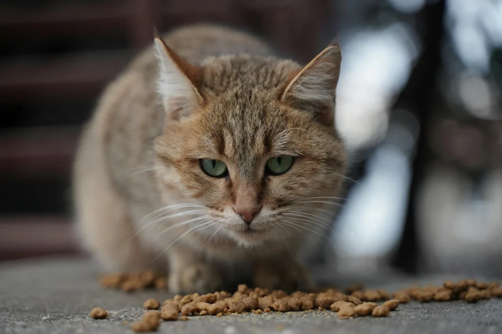 how-much-should-I-feed-my-cat-5 how much should I feed my cat