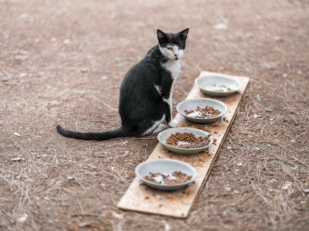 how-much-should-I-feed-my-cat-6 how much should I feed my cat