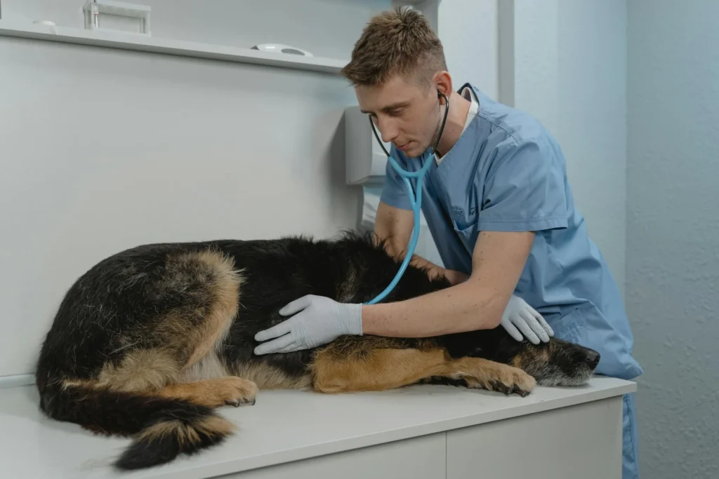 how to fix paraphimosis in dogs at home