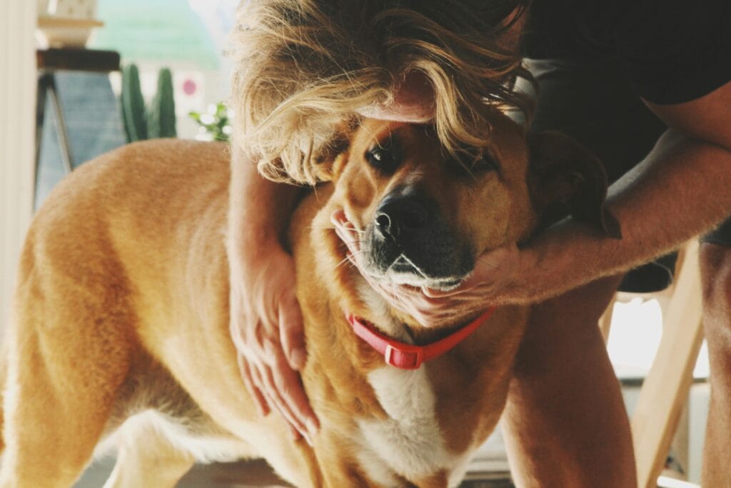 how to fix paraphimosis in dogs at home