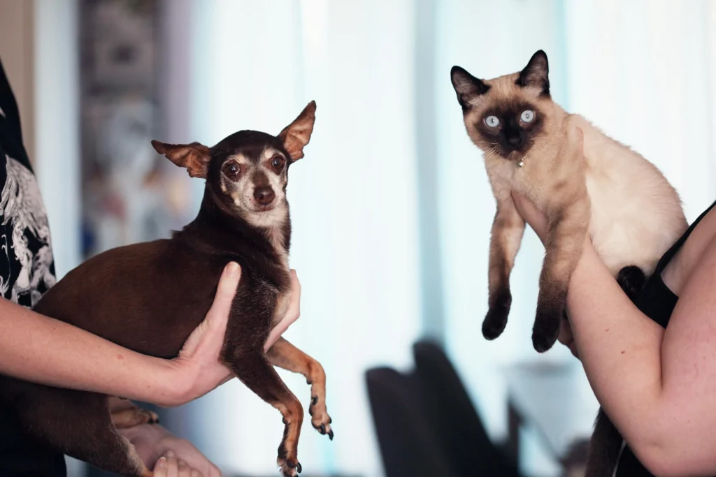 introduce a dog to a cat