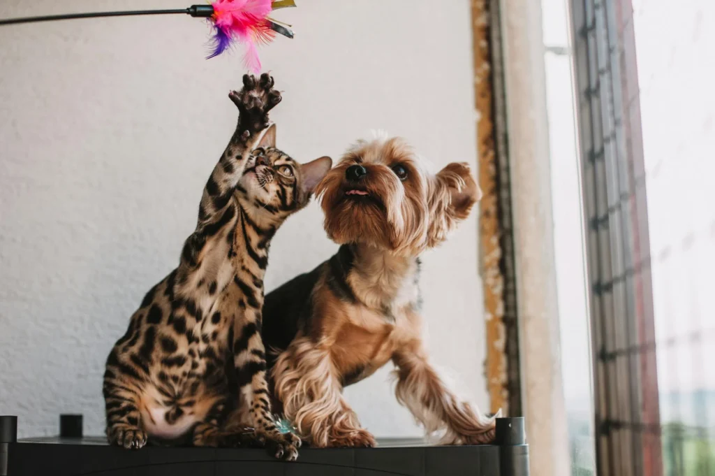 how-to-introduce-a-dog-to-a-cat-4 introduce a dog to a cat