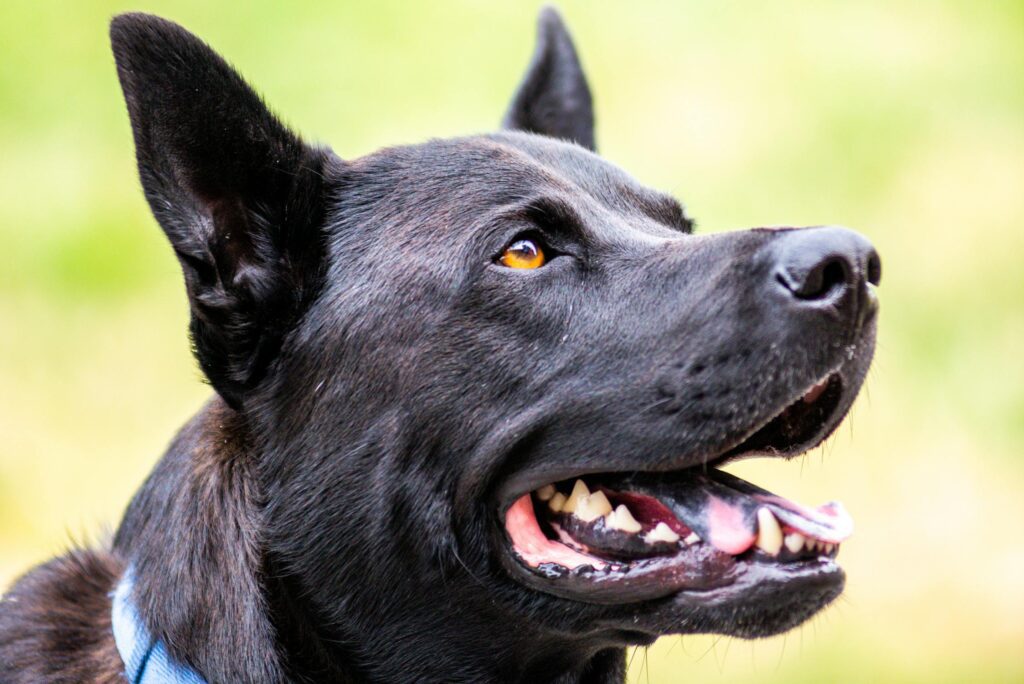 how to stop a dog in heat from bleeding