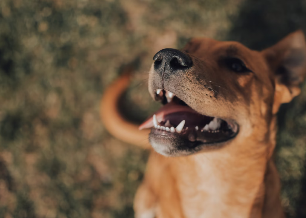 how-to-stop-dog-hiccups-5 how to stop dog hiccups