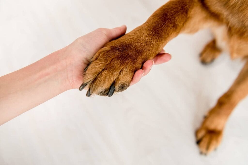 how-to-stop-dog-nail-bleeding-5 how to stop dog nail bleeding