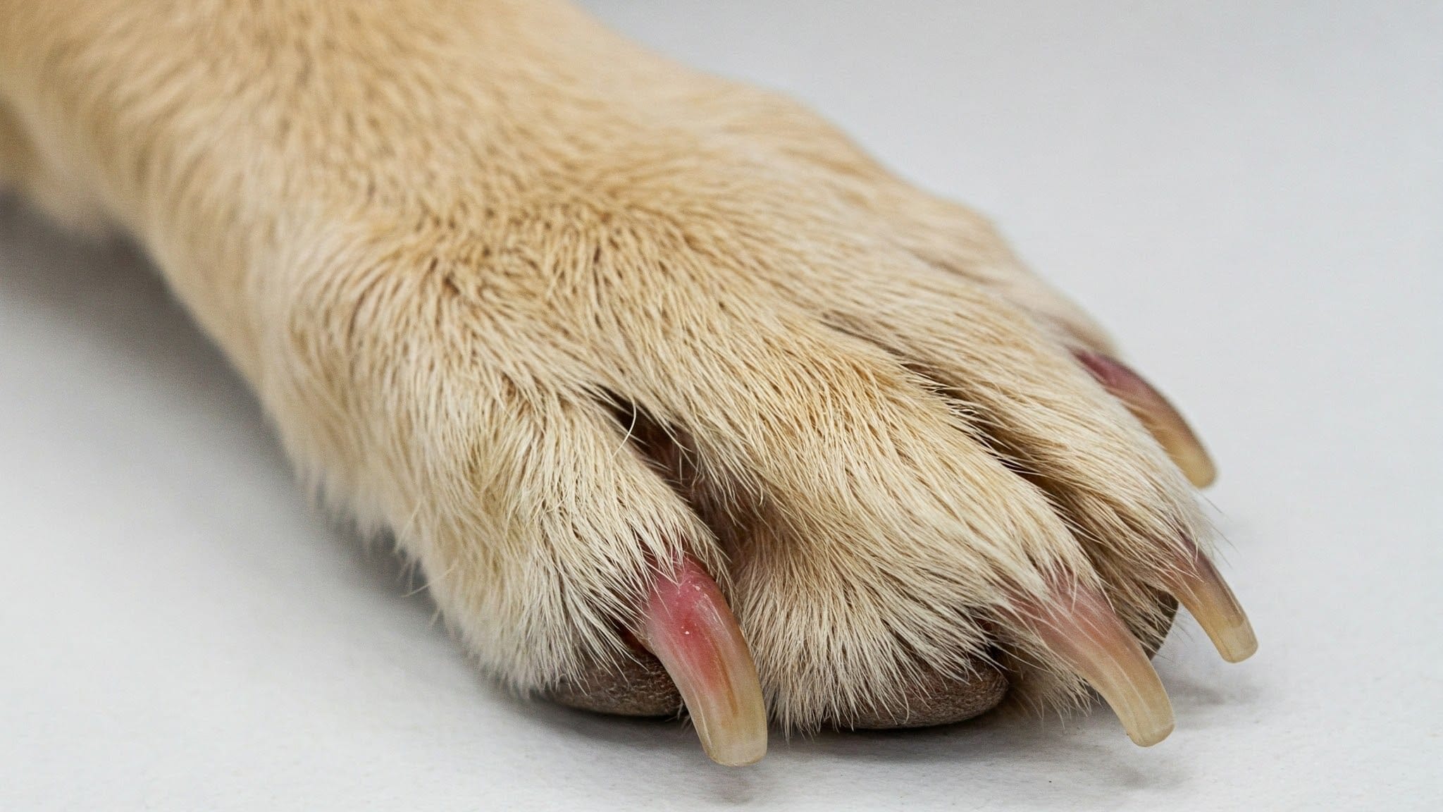 how-to-stop-dog-nail-bleeding how to stop dog nail bleeding