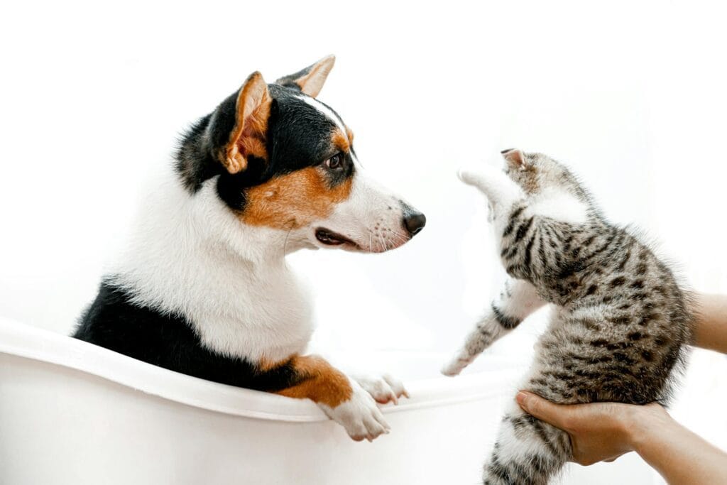 introduce-a-new-cat-to-a-dog-5 introduce a new cat to a dog