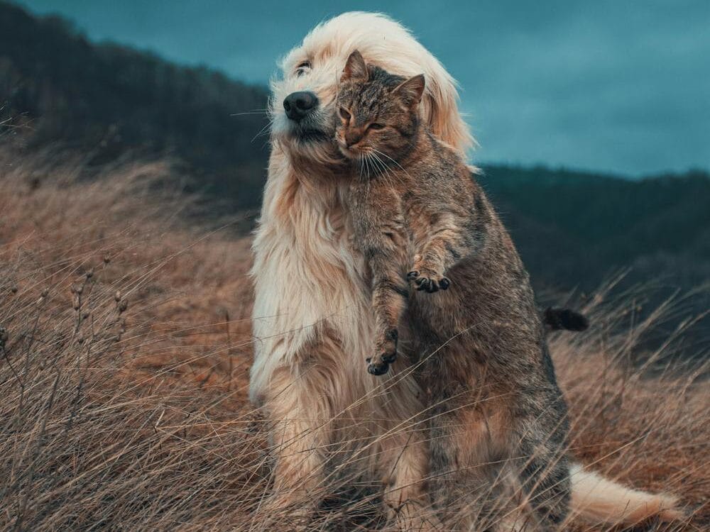 introduce-a-new-cat-to-a-dog-6 introduce a dog to a cat