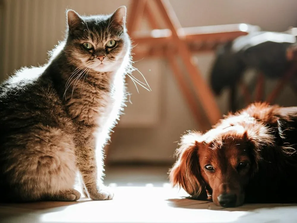 introduce-a-new-cat-to-a-dog introduce a new cat to a dog