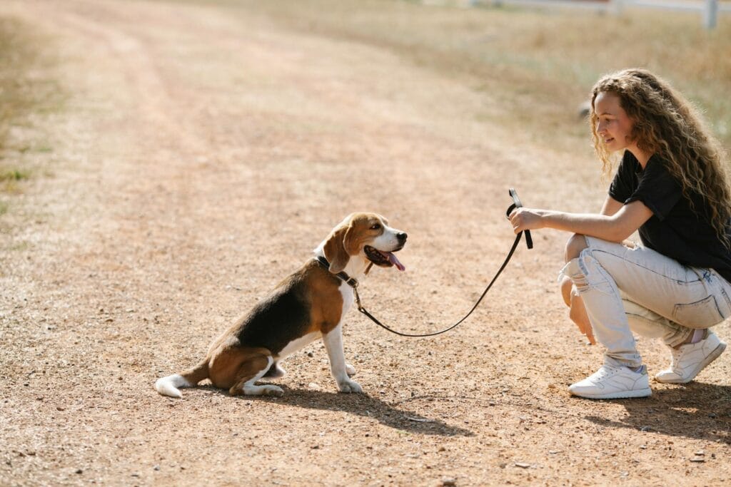 how to teach a dog to sit