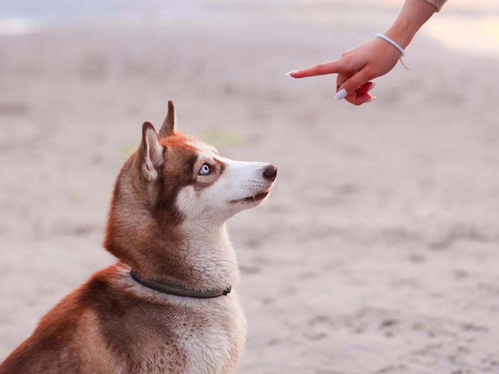 teach-a-dog-to-sit-6 how to teach a dog to sit