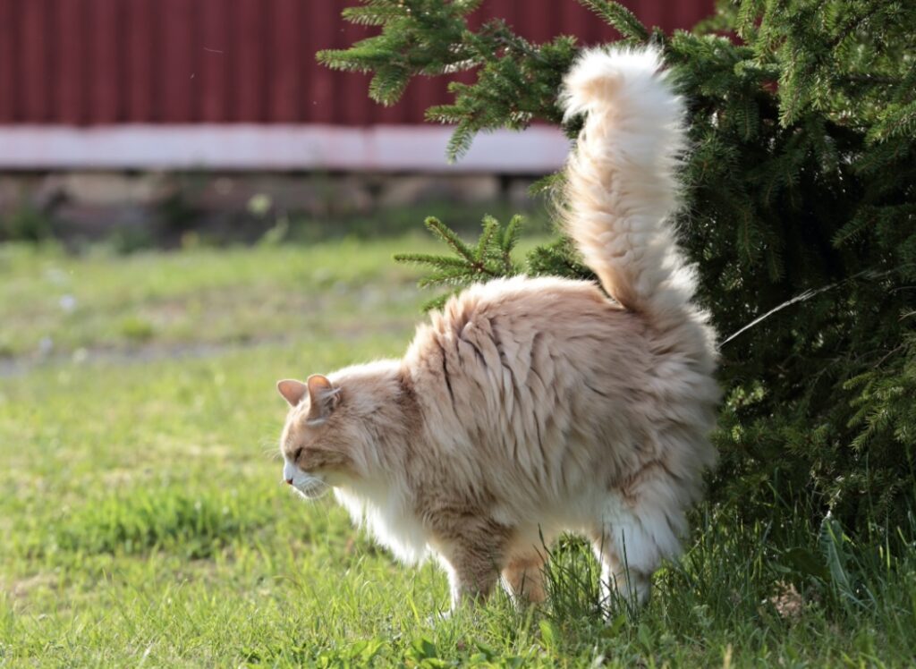 why do cats spray