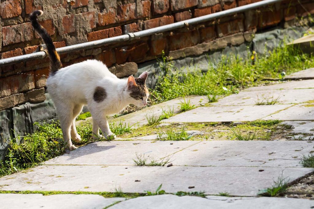 why do cats spray